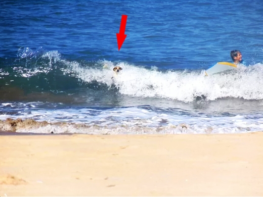 Cachorro aparece surfando sem prancha em praia de SP (Foto: Leonardo Nogueira / Arquivo Pessoal)